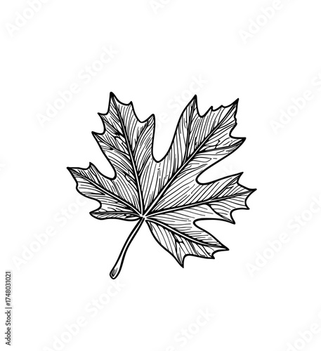 A black maple leaf silhouette serves as a simple graphic design symbol for nature and the autumn season
