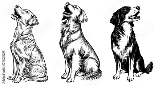 An illustration of a dog sitting and looking up is depicted in silhouette, with intricate details of its fur and facial expression