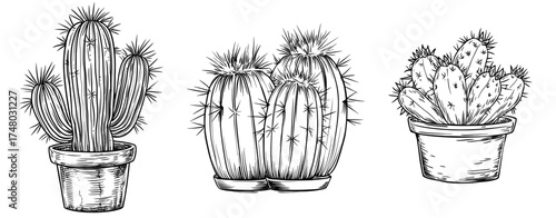 The desert flora is represented by a black and white silhouette of a cactus that has sharp spikes