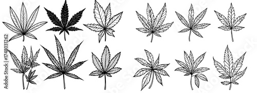 Cannabis leaves in various arrangements are used to create silhouettes for design and illustration purposes
