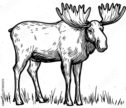 Black and white silhouette art depicts a moose with exceptionally large antlers, underscoring the animal's majestic presence