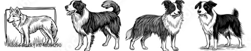 A Border Collie is depicted in a sitting position, shown in black and white silhouette to emphasize its fur