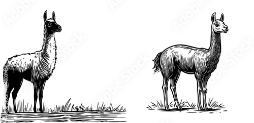 For wildlife and nature-themed designs, a modern silhouette of a llama is available