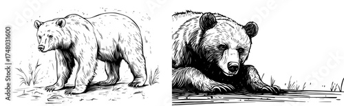 A modern illustration of a grizzly bear silhouette is suitable for designs related to wildlife and nature
