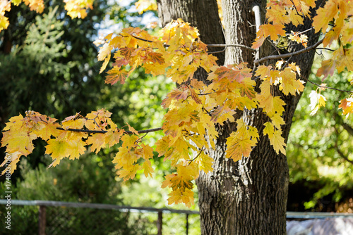 Golden fall. Norway Maple, Acer platanoides, in the garden