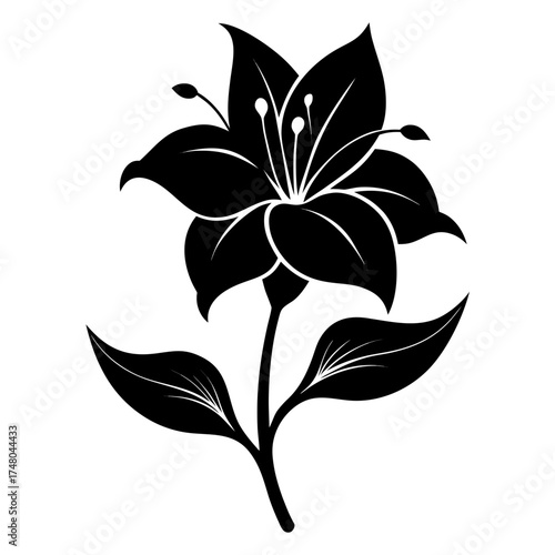 Belladonna Lily vector clean black silhouette design white background