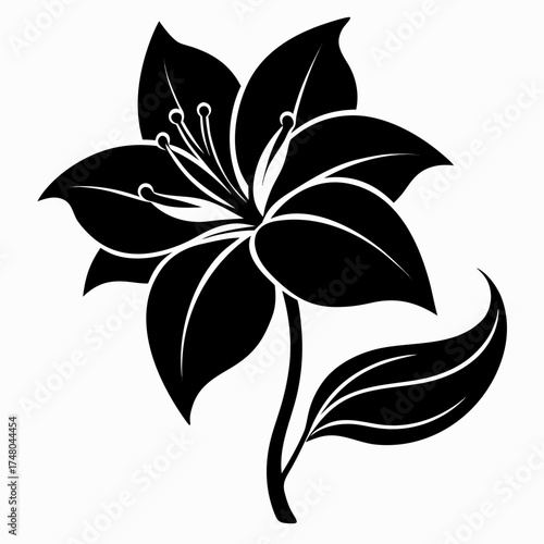 Belladonna Lily vector clean black silhouette design white background