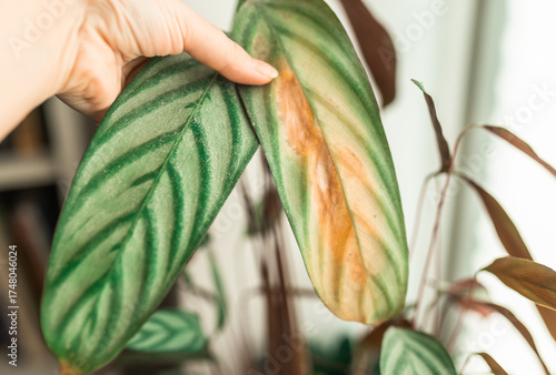 Calathea house plant portrait with brown leaves. Home gardening concept. Brown stains on a leaf of a ctenanthe plant. Plant desease and home care. Urban Jungle theme.