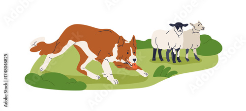 Shepherd dog herding sheep flock on farm pasture. Skilled canine animal guard at work with livestock, at service in rural countryside field. Flat vector illustration isolated on white background.
