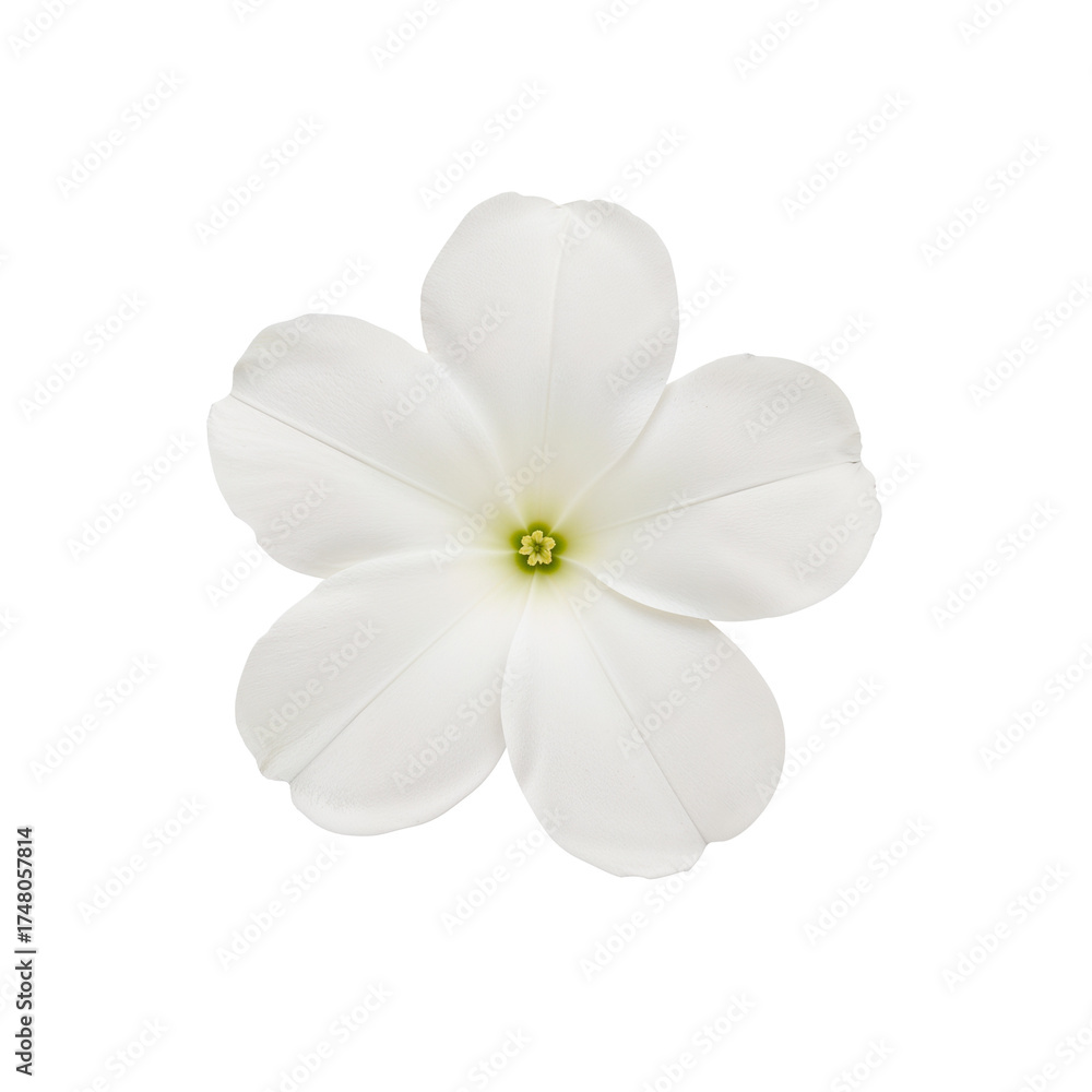 Fototapeta premium Elegant white flower with five petals, showcasing its beauty.
