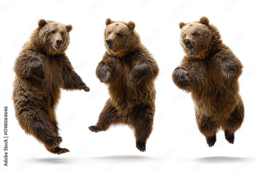 Fototapeta premium Bear with different isolated on white backhground