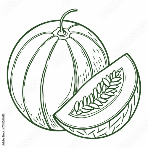 orient melon vector