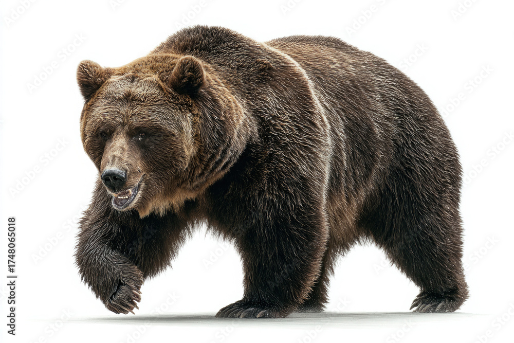 Fototapeta premium Bear with different isolated on white backhground