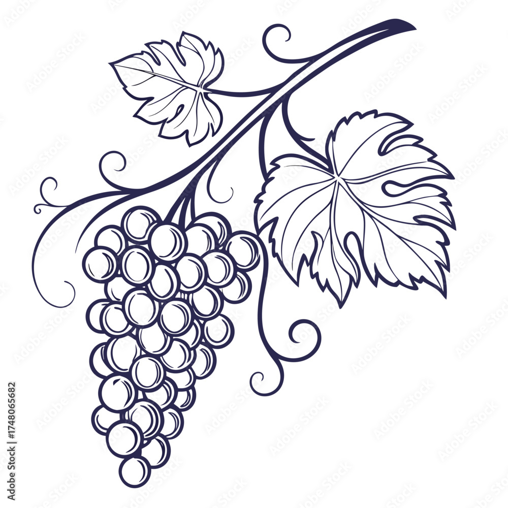 Obraz premium nocera grape with leaves