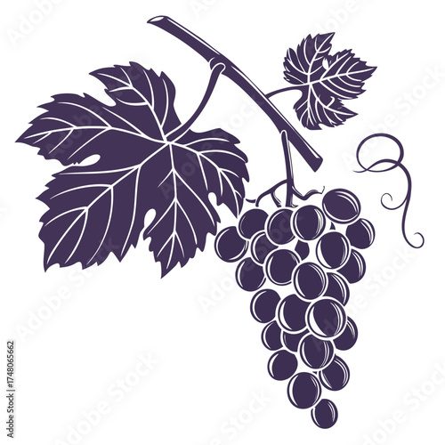 bunch of nocera grape