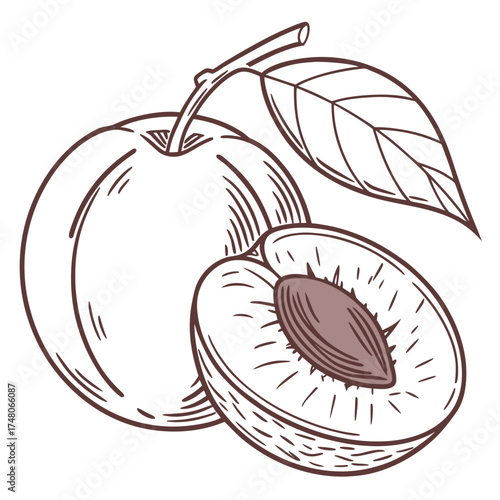 nectarine with leaf