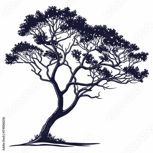 natal plum tree on white background 