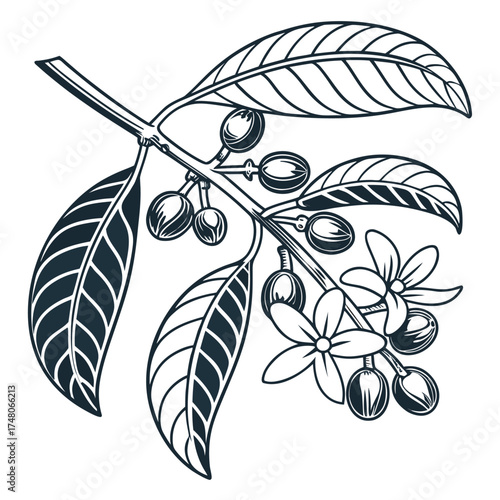 natal plum on white background 