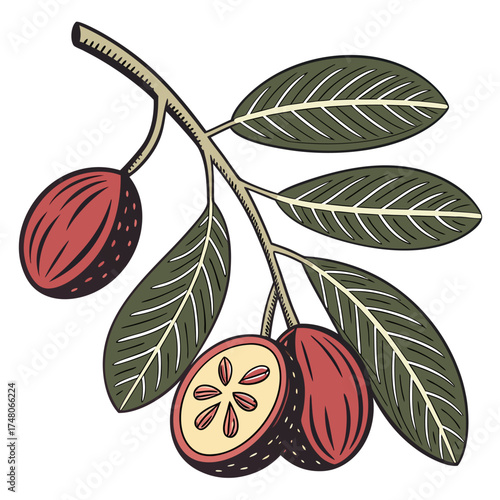 natal plum with leaves