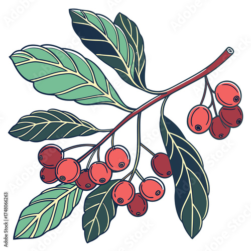 natal plum with leaves