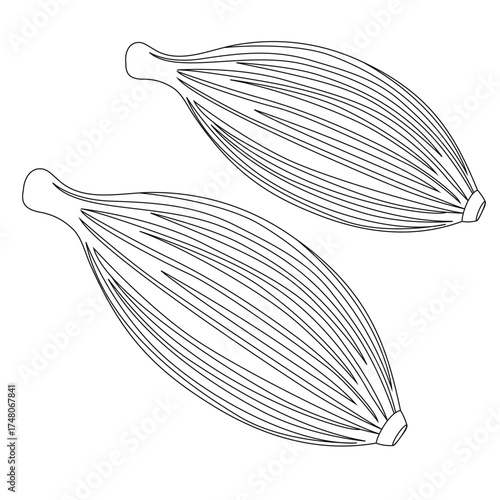 Cute cartoon hand drawn vector Cardamom outline.