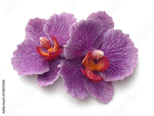 Two vibrant purple vanda orchids with textured petals are elegantly displayed on a stark white background.