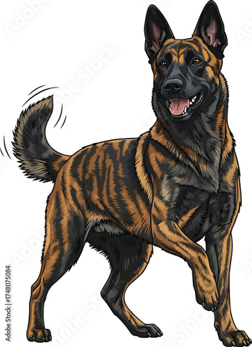 Dutch Shepherd dog standing happy playful vector illustration