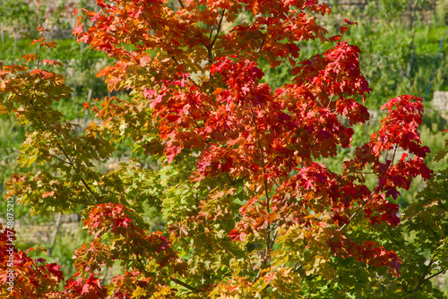 Wallpaper Mural Vibrant maple tree with colorful autumn foliage in shades of green, yellow, orange, and red Torontodigital.ca