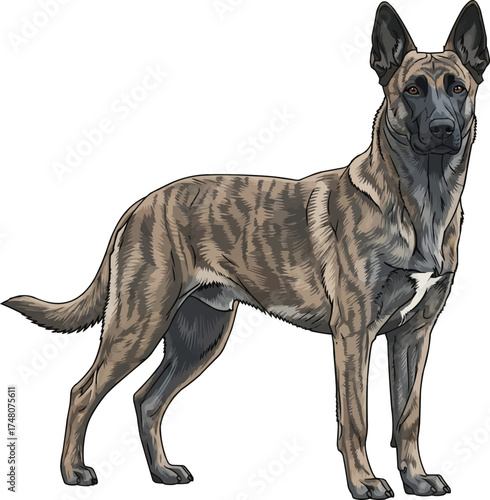 Dutch Shepherd dog standing alert facing front vector illustration