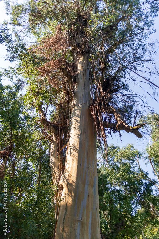 Fototapeta premium Shot of the different types of trees in the arboretum. Parks