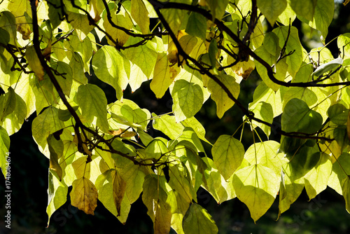 Catalpa bignonioides leaves caught in the evening sun in the garden in autumn