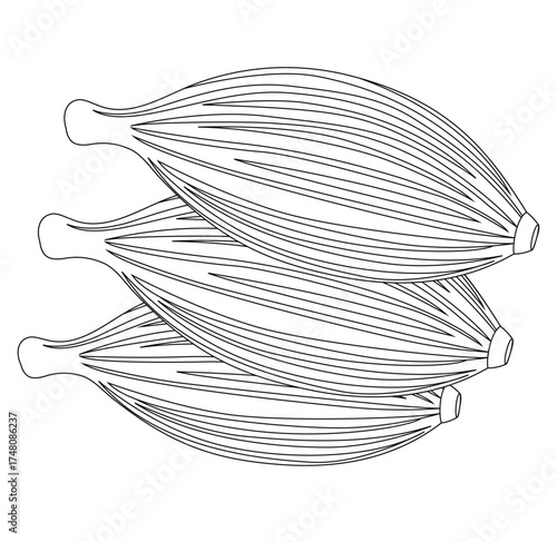Cute cartoon hand drawn vector Cardamom outline.