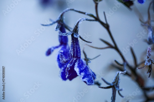 Frost on the blooming lobelia