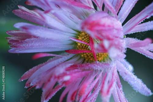 Frost on the blooming daisy