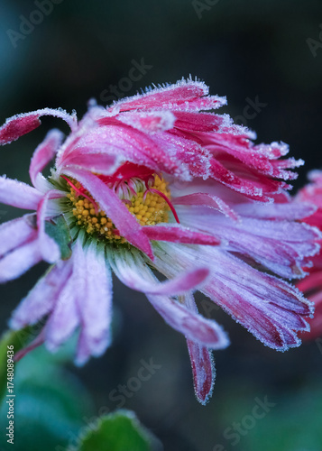 Frost on the blooming daisy