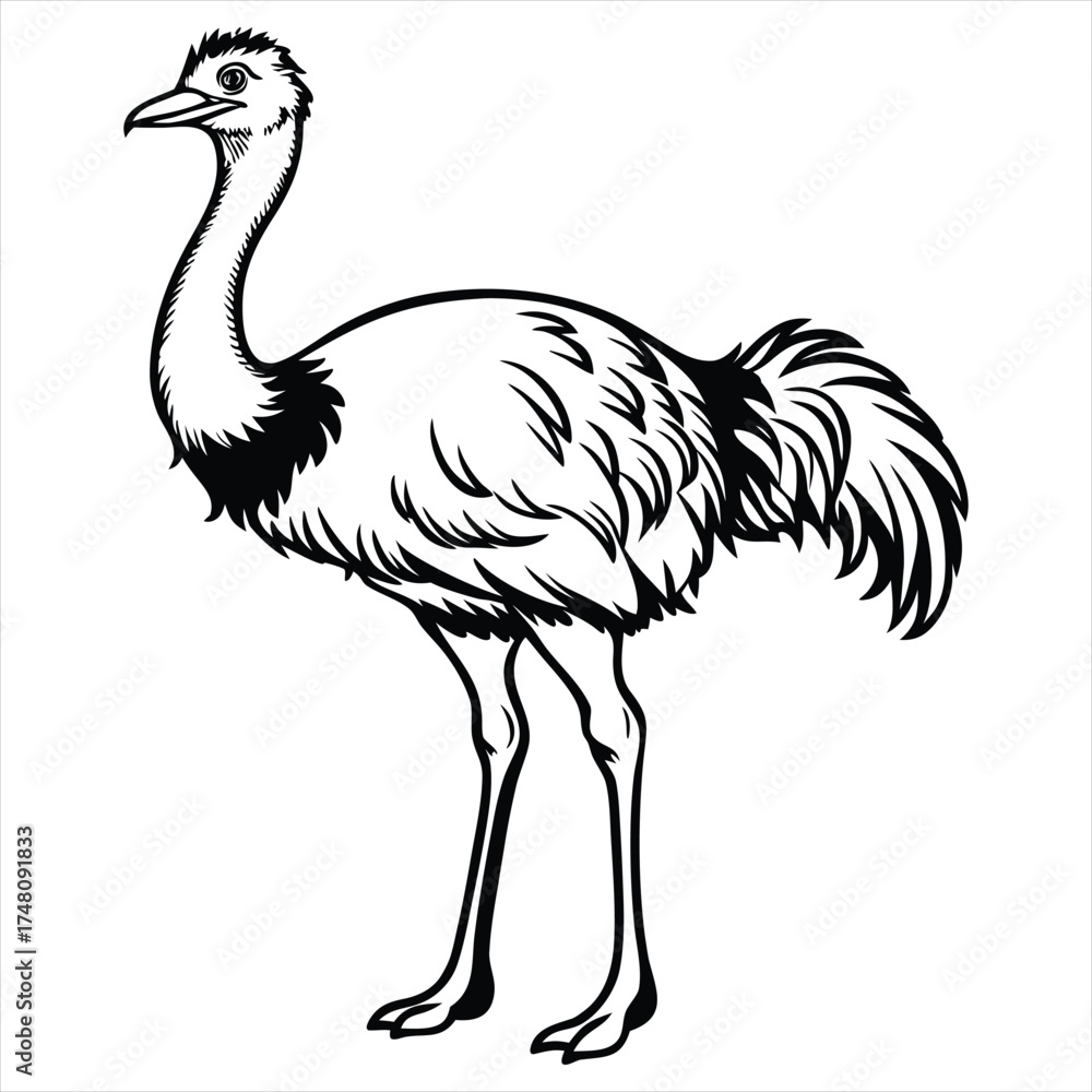 Fototapeta premium Ostrich Line Art Vector Illustration,Emu Bird Outline Drawing,Wild Ostrich Sketch in Black and White,Exotic Bird Vector Silhouette,Ostrich Ink Drawing Isolated on White Background,Ostrich vector, 