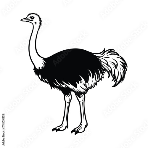 Ostrich Line Art Vector Illustration,Emu Bird Outline Drawing,Wild Ostrich Sketch in Black and White,Exotic Bird Vector Silhouette,Ostrich Ink Drawing Isolated on White Background,Ostrich vector, 