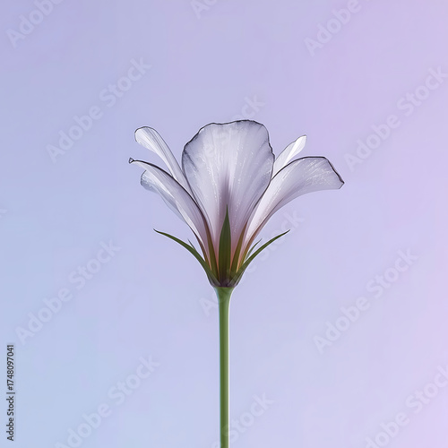 lily on a blue background