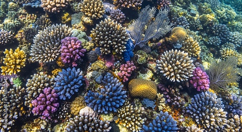 Fototapeta Naklejka Na Ścianę i Meble -  Underwater world with colorful corals, a vibrant and diverse marine ecosystem, showcasing the beauty and complexity of coral reef formations