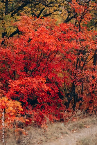 Autumn Landscape - Trees And Orange Foliage In Park At Sunset