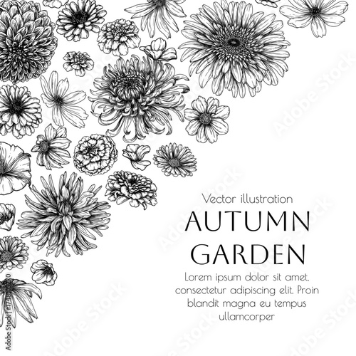 Vector frame autumn garden. Dahlia, cosmos, zinnia, marigold, calendula, rudbeckia, gladiolus, datura, chrysanthemum, gerbera in engraving style