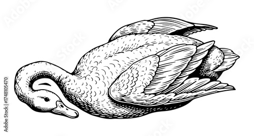 Duck vector engraving style illustration