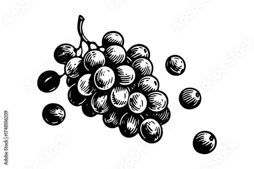 Grapes fruits vector engraving style illustration