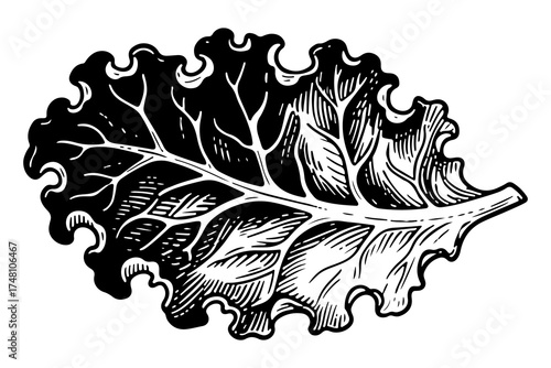 Kale leaf vector engraving style illustration