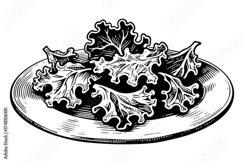Kale leaf vector engraving style illustration