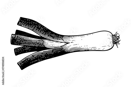 Leek leaves vector engraving style illustration
