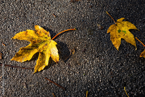 Fall trees landscape in vibrant colors