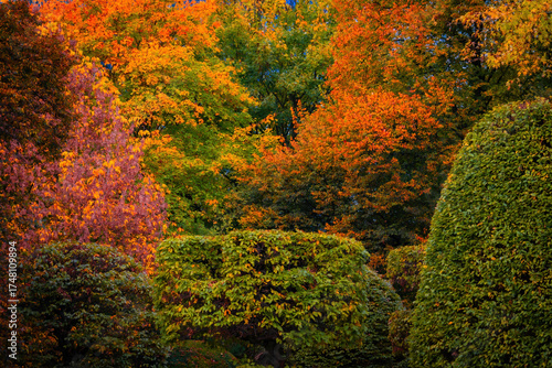 Fall trees landscape in vibrant colors