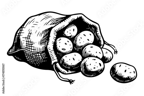 Potato vector engraving style illustration