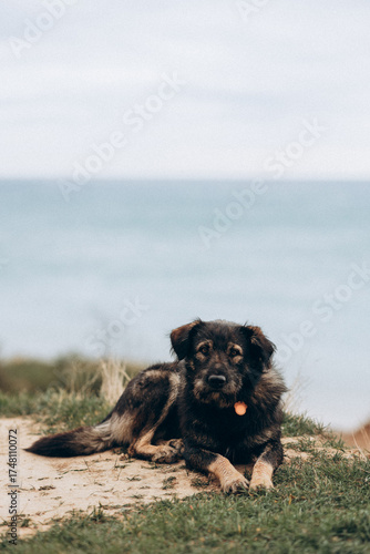 Cheerful and happy miniature poodle dog sitting for a portrait